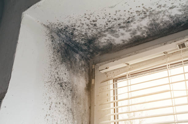 Trusted Mold Inspection service in Linden, NJ - Cheap Mold Removal